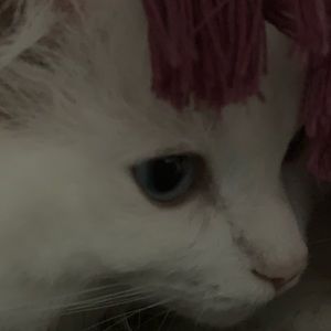 Meet your Posher, Lily